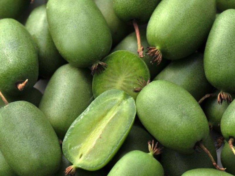 Актинидия купить саженцы из питомнике в Димитровграде