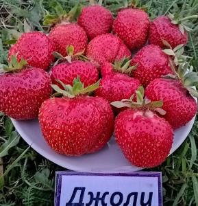 Клубника "ДЖОЛИ" (7шт.)