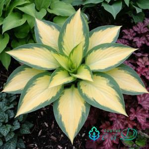 Хоста "КОЛОР ФЕСТИВАЛЬ"