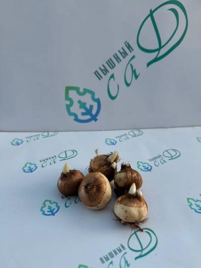 Крокус микс 30 штук