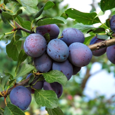 Слива "ЭТЮД"