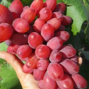 Виноград "БОГЕМА"